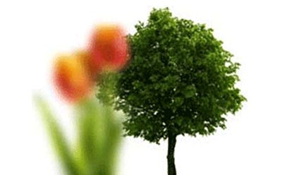 Arbre net à l’arrière-plan et fleur floue au premier plan illustrant une vision floue