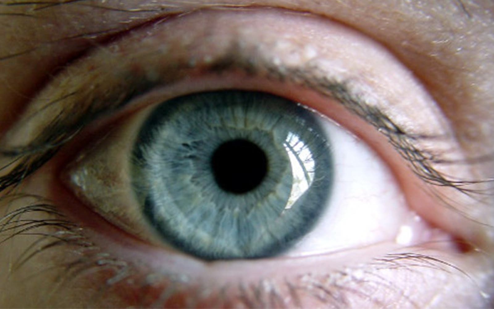 Gros plan sur un œil bleu avec l’iris nettement visible